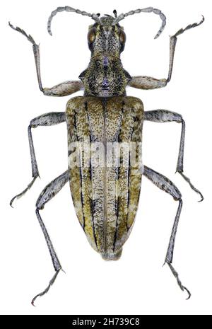 Rhagium inquisitor beetle specimen Stock Photo