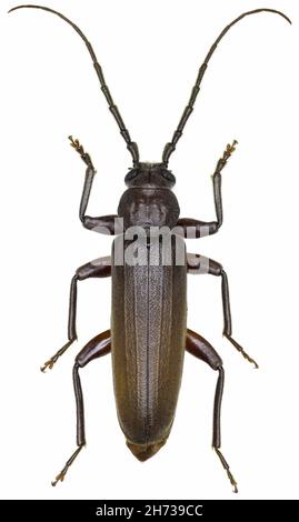 Arhopalus rusticus beetle specimen Stock Photo