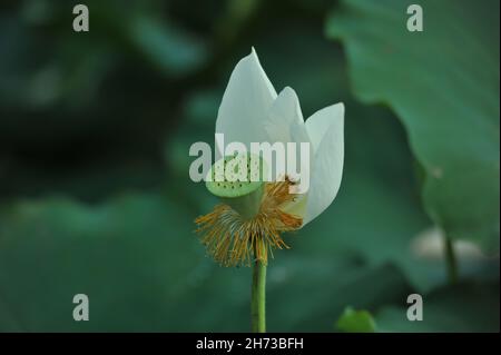 Vietnam lotus flower, Buddha flower, national flower. Stock Photo