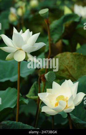 Vietnam lotus flower, Buddha flower, national flower. Stock Photo