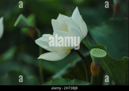 Vietnam lotus flower, Buddha flower, national flower. Stock Photo