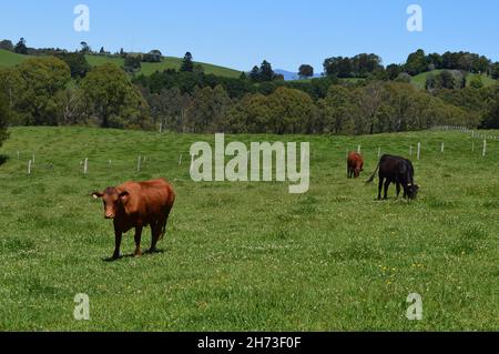 Cattle grazing along the Waterfall Way in NSW, Australia Stock Photo ...