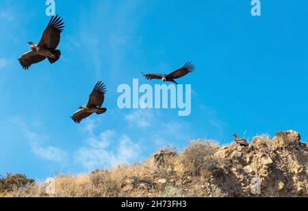 Andean condor family, one adult and three young Andean Condor (Vultur gryphus), Colca Canyon, Peru. Focus on adult condor. Stock Photo