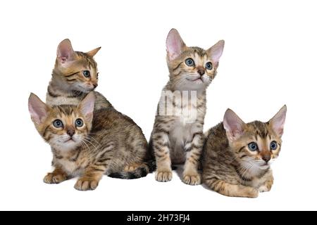 Four striped purebred kittens are sitting on a white isolated background Stock Photo