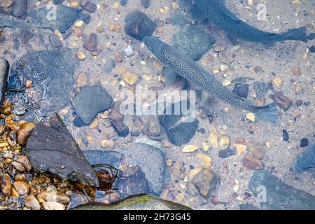 Fishing for spring trout in the Oregon Cascades, on the Cascade