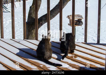 Two gray stripe tabby cats sitting on a snow covered wooden deck on a sunny winter day, stalking a gray squirrel on a nearby bird feeder Stock Photo