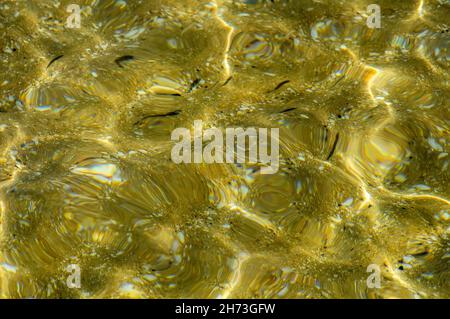 Pacific Ocean transparent ocean water texture. Stock Photo