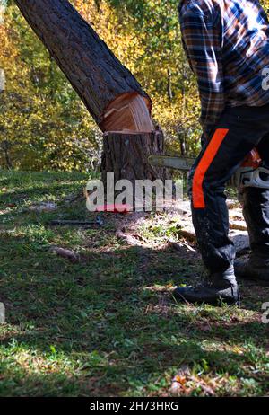 Arborist cutting a tree with chainsaw Stock Photo