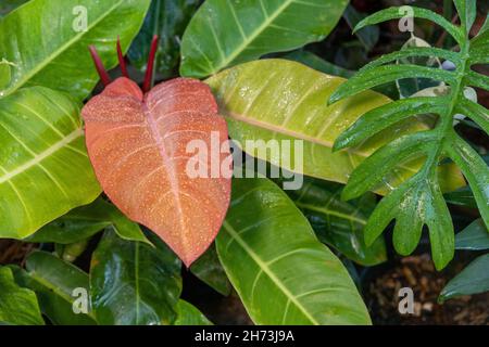 Close-up of raindrops on red Philodendron leaf Stock Photo