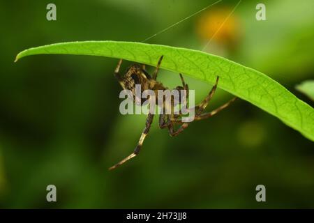 Close up photo of orb weaver spider weaving net under green leaf with blur background. Araneus sp. Stock Photo
