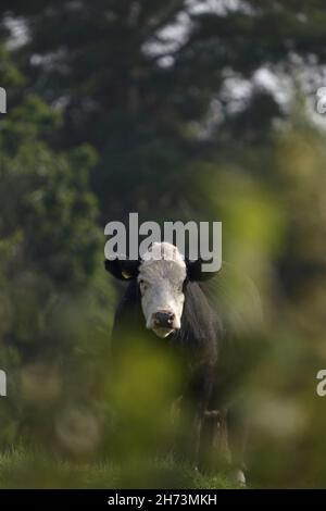 a black and white cow looks out from behind a bush in the pasture in the early morning Stock Photo