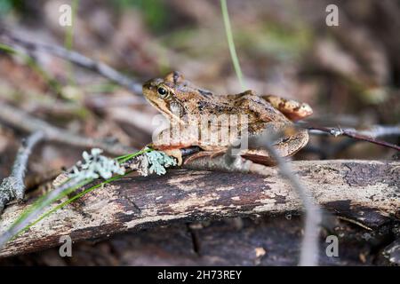 The common frog (Rana temporaria), also known as the European common frog, European common brown frog, or European grass frog sitting on a branch in t Stock Photo