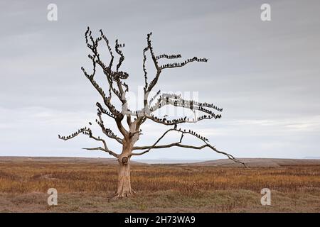 Starlings perched on a dead tree on Porlock Marsh UK Stock Photo