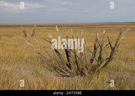 Dead Trees on Porlock Marsh Somerset UK Stock Photo