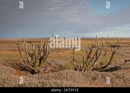 Dead Trees on Porlock Marsh Somerset UK Stock Photo