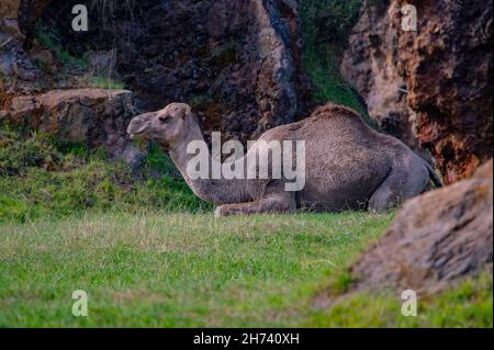 Wild mammals in their natural environment - natural environment. Stock Photo