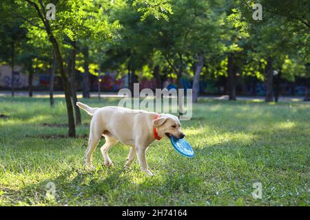 Cute Labrador dog catching frisbee disc in park Stock Photo