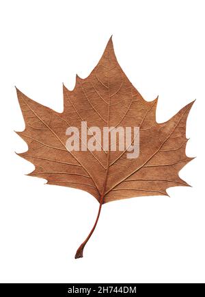 tree brown leaf closeup isolated on white background Stock Photo