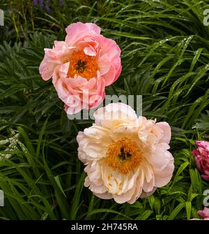 Beautiful peonies bloom with water drops. Botanical Garden, KIT Karlsruhe, Germany, Europe Stock Photo