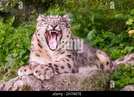 Snow leopard (Uncia uncia) is bored Stock Photo