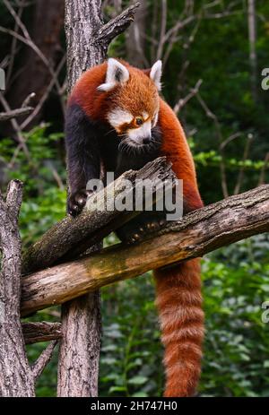 Red panda climbs around on a tree branch. Stock Photo