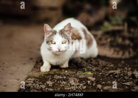 A domestic cat stalking its prey Stock Photo