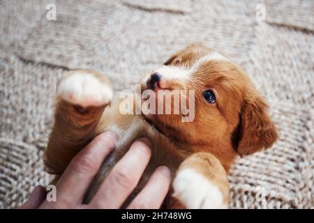 Human hand playing with cute puppy. Close-up of cute Nova Scotia Duck Tolling Retriever lying on blanket. Stock Photo