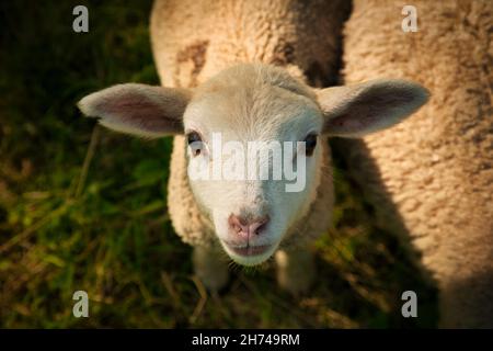 Neugieriges Schaf Stock Photo