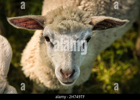 Neugieriges Schaf Stock Photo