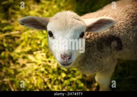 Neugieriges Schaf Stock Photo