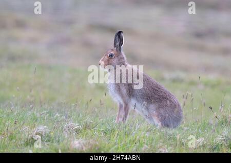 Mountain Hare (Lepus timidus) on Shetland Stock Photo