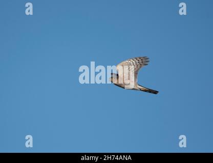 Male Eurasian Sparrowhawk (Accipiter nisus) hunting Stock Photo