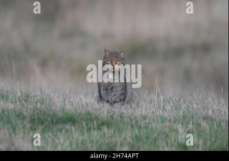 European Wildcat (Felis silvestris) in a meadow in Spain Stock Photo