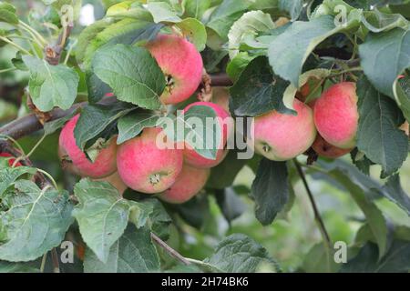 red and yellow apples on a tree Stock Photo
