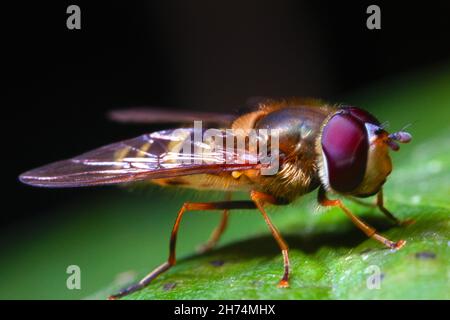 A hover fly rests on a leaf in local woodland, Renishaw, North East Derbyshire Stock Photo
