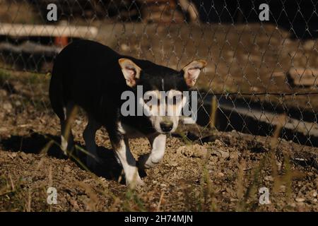 Mixed breed dog walks on ground in search of food. Dog emotions and body language. Small cute mongrel dog of black and red with tan color. Stock Photo