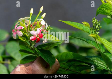 Aged woman proudly showing Madhabilata flower, Hiptage benghalensis, often called hiptage grown in home garden. Howrah, West Bengal, India. Stock Photo