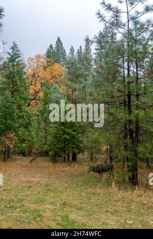Large Deer Walking in the Fall Color Forest of Yosemite Park With Cloudy Skies Stock Photo