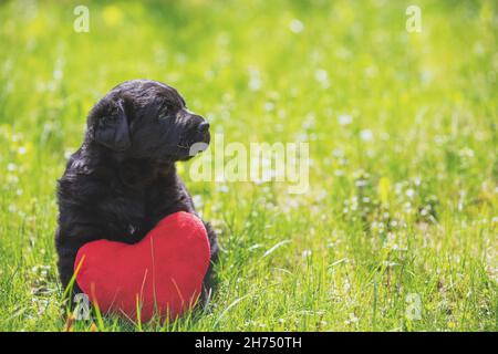 Little black labrador retriever puppy with toy heart. Dog sitting outdoors on the grass in summer Stock Photo