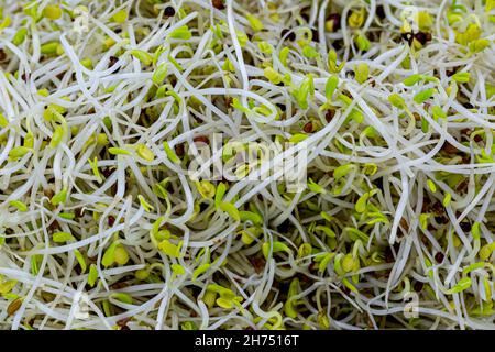 A close up photograph of alfalfa and broccoli sprouts Stock Photo