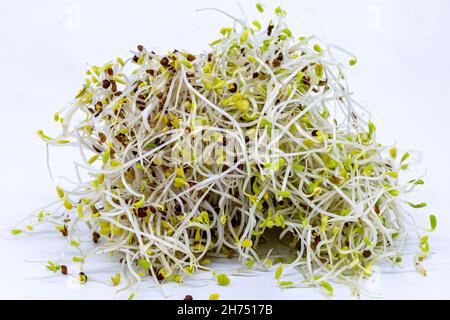 A studio photograph of alfalfa and broccoli sprouts Stock Photo