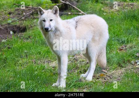 Young white wolf from the wolf park Werner Freund. The wolf park is located in Merzig in Saarland, here the predators can be observed. Stock Photo