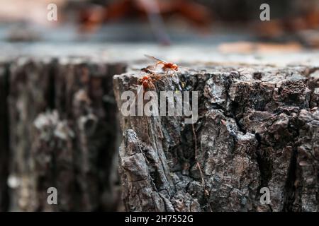 Winged ants working together on an old hickory tree stump Stock Photo