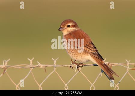 A female Red-backed Shrike (Lanius collurio) on the Greek island of Lesvos in spring