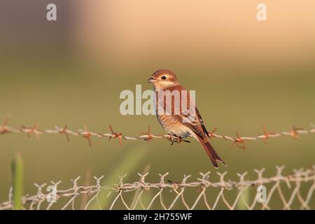 A female Red-backed Shrike (Lanius collurio) on the Greek island of Lesvos in spring