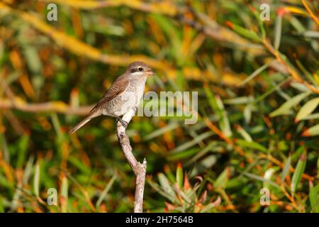 A juvenile Red-backed Shrike (Lanius collurio) on migration on the east coast of the UK in September Stock Photo