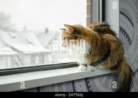 Curious cat looking at snow falling while sitting on window sill. Cute long hair female kitty watching snowflakes falling in front of a defocused resi Stock Photo