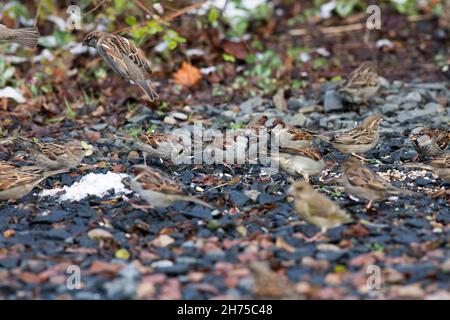 House sparrows, (Passer domesticus), flock feeding on ground upon grain, Lower Saxony, Germany Stock Photo