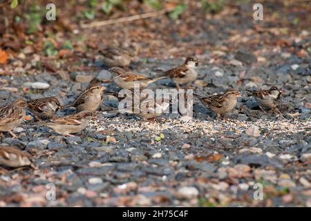 House sparrows, (Paser domesticus), flock feeding on ground upon grain, Lower Saxony, Germany Stock Photo