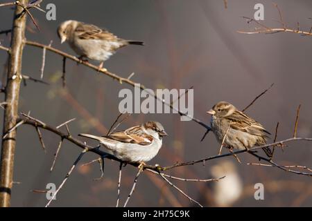 House sparrows, (Passer domesticus), perched on sloe thorn bush, one males and two females, Lower Saxony, Germany Stock Photo